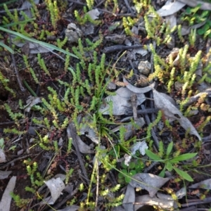 Crassula sieberiana at Hughes, ACT - 30 Aug 2020