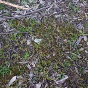 Crassula sieberiana at Hughes, ACT - 30 Aug 2020