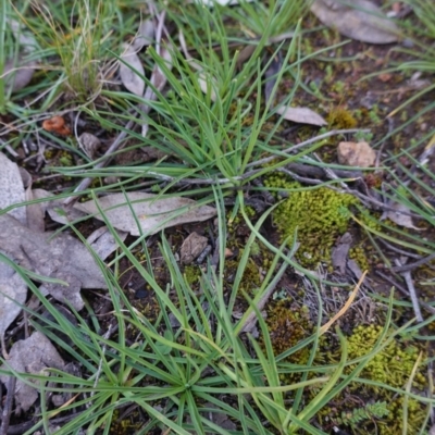 Arthropodium (genus) (A Lily) at Hughes, ACT - 30 Aug 2020 by JackyF