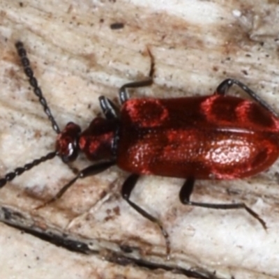 Lemodes coccinea (Scarlet ant beetle) at Broulee Moruya Nature Observation Area - 29 Aug 2020 by jb2602