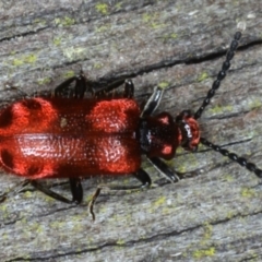 Lemodes coccinea at Mossy Point, NSW - 29 Aug 2020