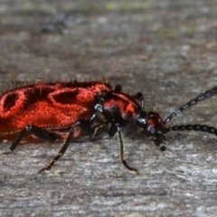 Lemodes coccinea at Mossy Point, NSW - 29 Aug 2020