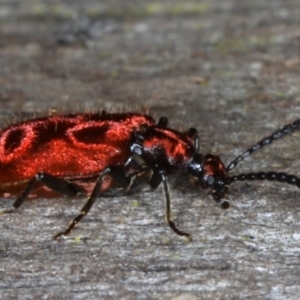 Lemodes coccinea at Mossy Point, NSW - 29 Aug 2020