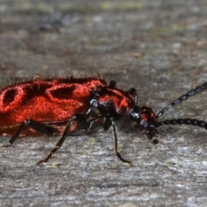 Lemodes coccinea at Mossy Point, NSW - 29 Aug 2020 08:49 PM
