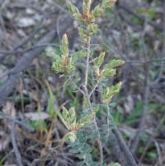 Brachyloma daphnoides (Daphne Heath) at Red Hill Nature Reserve - 30 Aug 2020 by JackyF