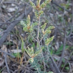 Brachyloma daphnoides (Daphne Heath) at Hughes, ACT - 30 Aug 2020 by JackyF