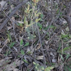 Brachyloma daphnoides at Hughes, ACT - 30 Aug 2020