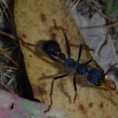 Myrmecia sp. (genus) (Bull ant or Jack Jumper) at Conder, ACT - 14 Nov 2017 by JanetRussell