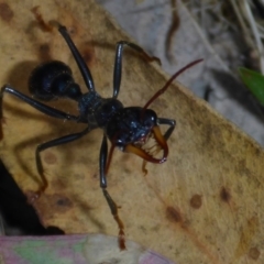 Myrmecia tarsata at Conder, ACT - 14 Nov 2017