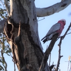 Eolophus roseicapilla (Galah) at Hughes, ACT - 30 Aug 2020 by JackyF