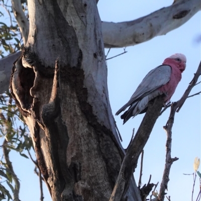 Eolophus roseicapilla (Galah) at Red Hill Nature Reserve - 30 Aug 2020 by JackyF