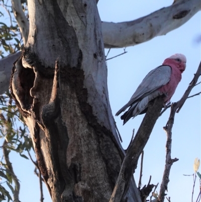 Eolophus roseicapilla (Galah) at Hughes, ACT - 30 Aug 2020 by JackyF