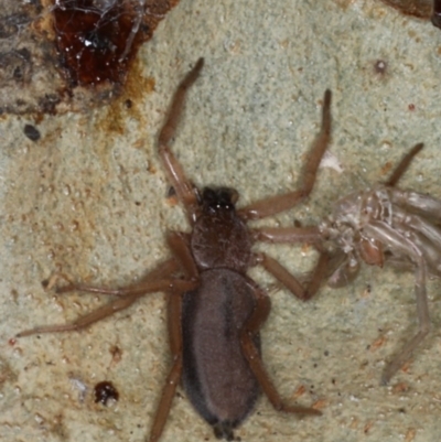 Unidentified Spider (Araneae) at Mossy Point, NSW - 29 Aug 2020 by jb2602