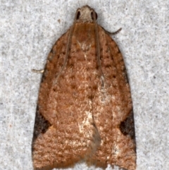 Meritastis ursina (A Tortricid moth) at Broulee Moruya Nature Observation Area - 29 Aug 2020 by jb2602