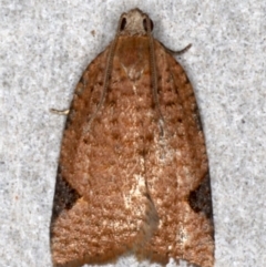 Meritastis ursina (A Tortricid moth) at Mossy Point, NSW - 29 Aug 2020 by jb2602