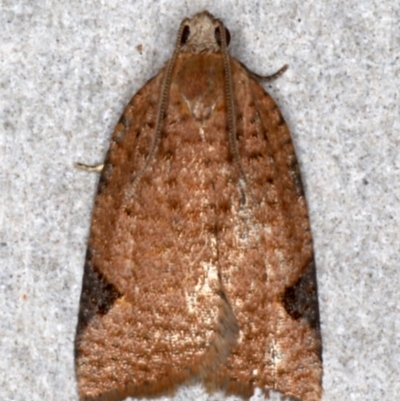 Meritastis ursina (A Tortricid moth) at Broulee Moruya Nature Observation Area - 29 Aug 2020 by jb2602