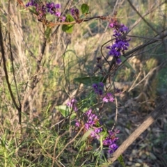 Hardenbergia violacea (False Sarsaparilla) at Red Hill Nature Reserve - 30 Aug 2020 by JackyF