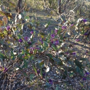 Hardenbergia violacea at Hughes, ACT - 30 Aug 2020