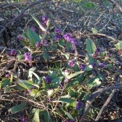 Hardenbergia violacea at Hughes, ACT - 30 Aug 2020