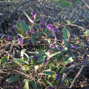 Hardenbergia violacea at Hughes, ACT - 30 Aug 2020