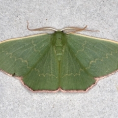 Prasinocyma semicrocea (Common Gum Emerald moth) at Broulee Moruya Nature Observation Area - 29 Aug 2020 by jb2602