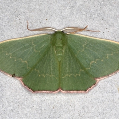 Prasinocyma semicrocea (Common Gum Emerald moth) at Broulee Moruya Nature Observation Area - 29 Aug 2020 by jb2602