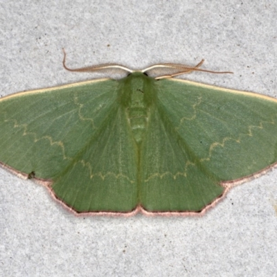 Prasinocyma semicrocea (Common Gum Emerald moth) at Mossy Point, NSW - 29 Aug 2020 by jb2602