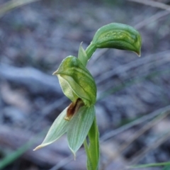 Bunochilus umbrinus (Broad-sepaled Leafy Greenhood) at Black Mountain - 30 Aug 2020 by shoko