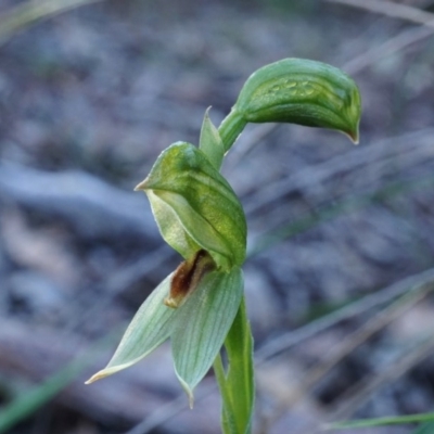 Bunochilus umbrinus (Broad-sepaled Leafy Greenhood) at Downer, ACT - 30 Aug 2020 by shoko