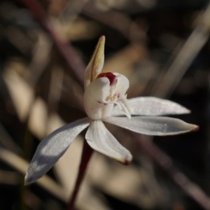 Caladenia fuscata at Downer, ACT - suppressed