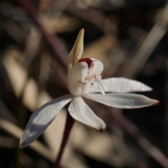 Caladenia fuscata (Dusky Fingers) at Downer, ACT - 30 Aug 2020 by shoko