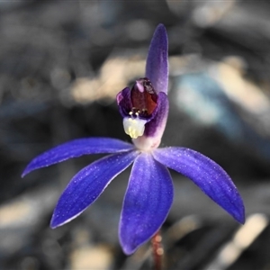 Cyanicula caerulea at Point 5803 - suppressed