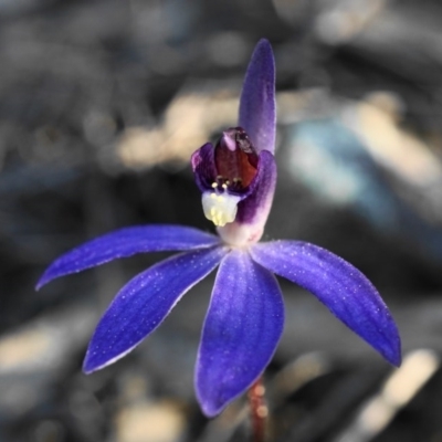 Cyanicula caerulea (Blue Fingers, Blue Fairies) at Point 5803 - 30 Aug 2020 by shoko