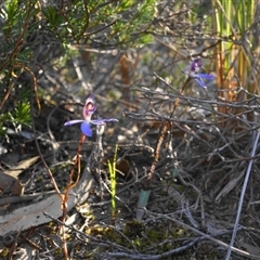 Cyanicula caerulea at Point 5803 - suppressed