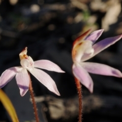 Caladenia fuscata (Dusky Fingers) at Bruce, ACT - 30 Aug 2020 by shoko