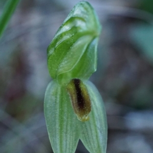 Bunochilus umbrinus (ACT) = Pterostylis umbrina (NSW) at suppressed - 30 Aug 2020