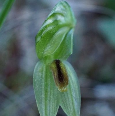 Bunochilus umbrinus (Broad-sepaled Leafy Greenhood) at Black Mountain - 30 Aug 2020 by shoko