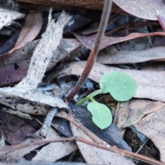 Bunochilus umbrinus (ACT) = Pterostylis umbrina (NSW) at suppressed - 30 Aug 2020