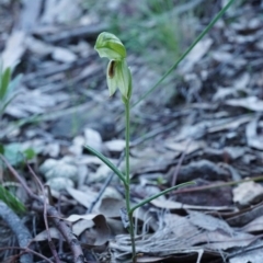 Bunochilus umbrinus (ACT) = Pterostylis umbrina (NSW) at suppressed - 30 Aug 2020