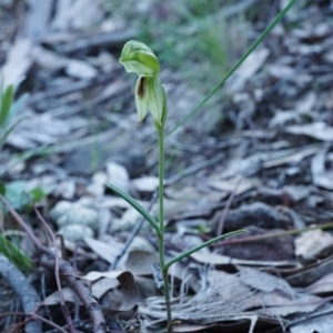 Bunochilus umbrinus (ACT) = Pterostylis umbrina (NSW) at suppressed - suppressed