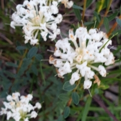 Pimelea linifolia (Slender Rice Flower) at Albury - 30 Aug 2020 by ClaireSee