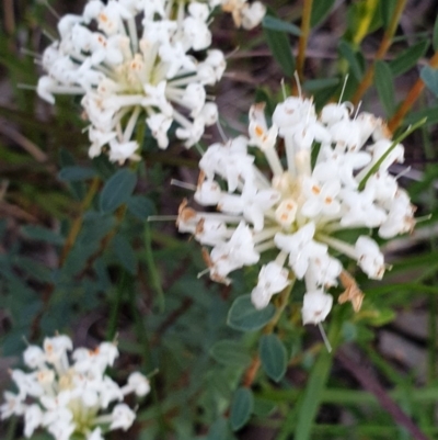 Pimelea linifolia (Slender Rice Flower) at Monument Hill and Roper Street Corridor - 29 Aug 2020 by ClaireSee