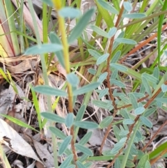 Pimelea linifolia at Albury - 30 Aug 2020
