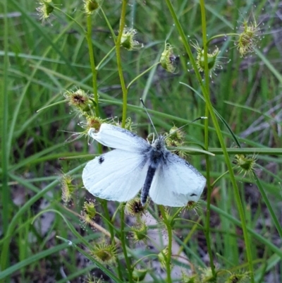Pieris rapae (Cabbage White) at West Albury, NSW - 29 Aug 2020 by ClaireSee