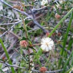 Acacia gunnii (Ploughshare Wattle) at Albury, NSW - 30 Aug 2020 by ClaireSee