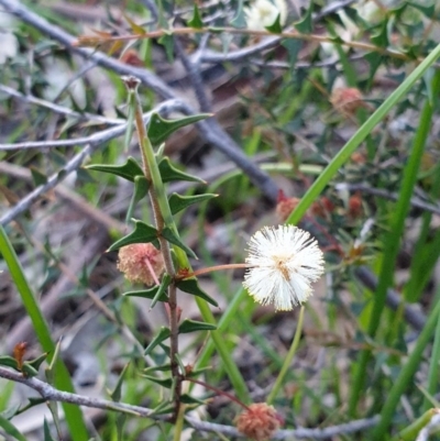 Acacia gunnii (Ploughshare Wattle) at Albury, NSW - 30 Aug 2020 by ClaireSee