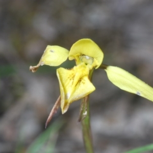 Diuris chryseopsis at Cavan, NSW - 29 Aug 2020