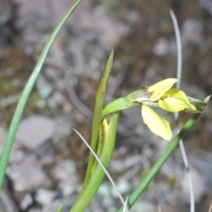 Diuris chryseopsis at Cavan, NSW - 29 Aug 2020