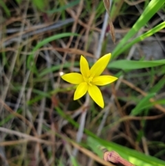 Pauridia vaginata (Yellow Star) at Albury, NSW - 28 Aug 2020 by ClaireSee