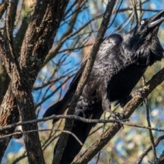 Corvus coronoides (Australian Raven) at Mount Majura - 30 Aug 2020 by sbittinger